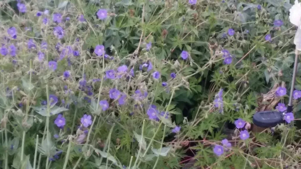 A bunch of purple flowers are growing in a garden.