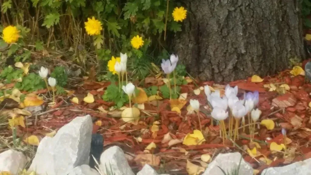 A bunch of flowers are growing in a garden next to a tree.
