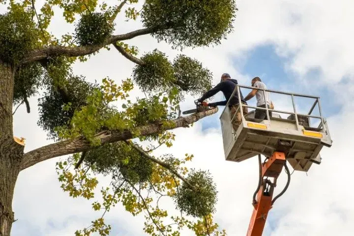 Two workers in a cherry picker trimming a large tree branch under a cloudy sky