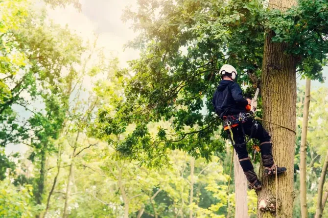 Person in safety gear climbing a tree in a sunlit forest using ropes and harness