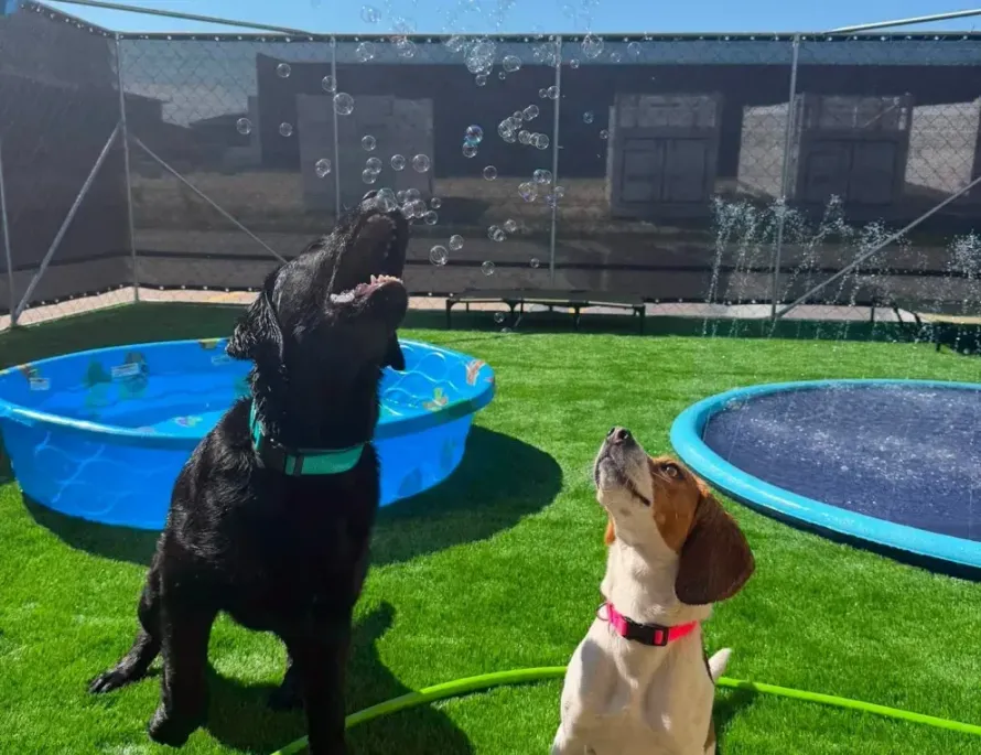 Dog training class with instructors and dogs in a mirrored studio
