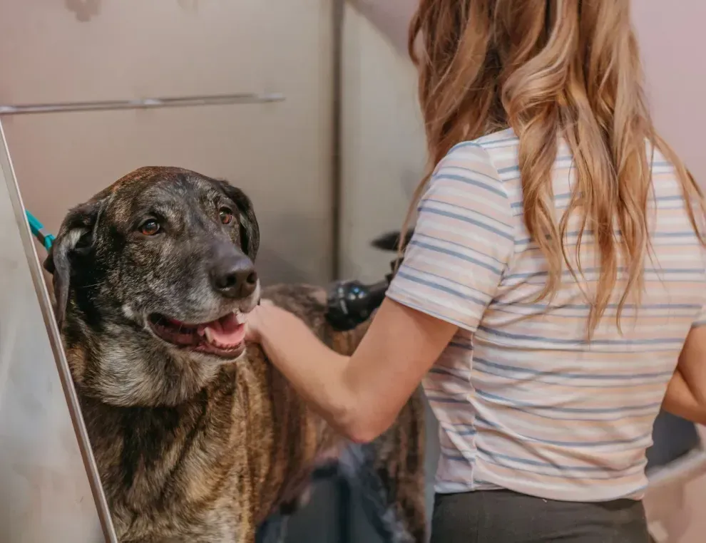 Person grooming a small curly-haired dog on a kitchen counter