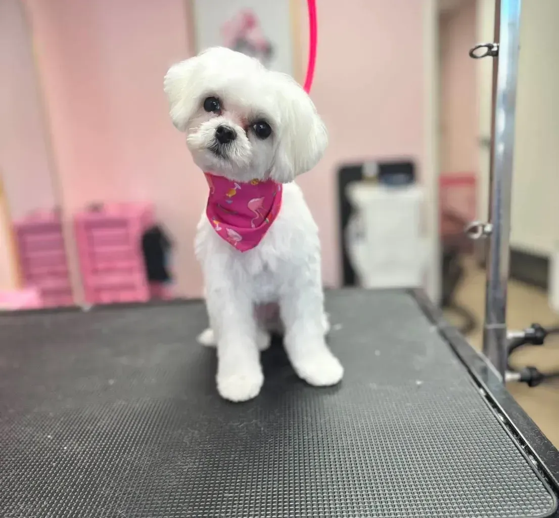 Small white-and-brown puppy sitting on a pink deck with pastel Easter eggs and a basket nearby