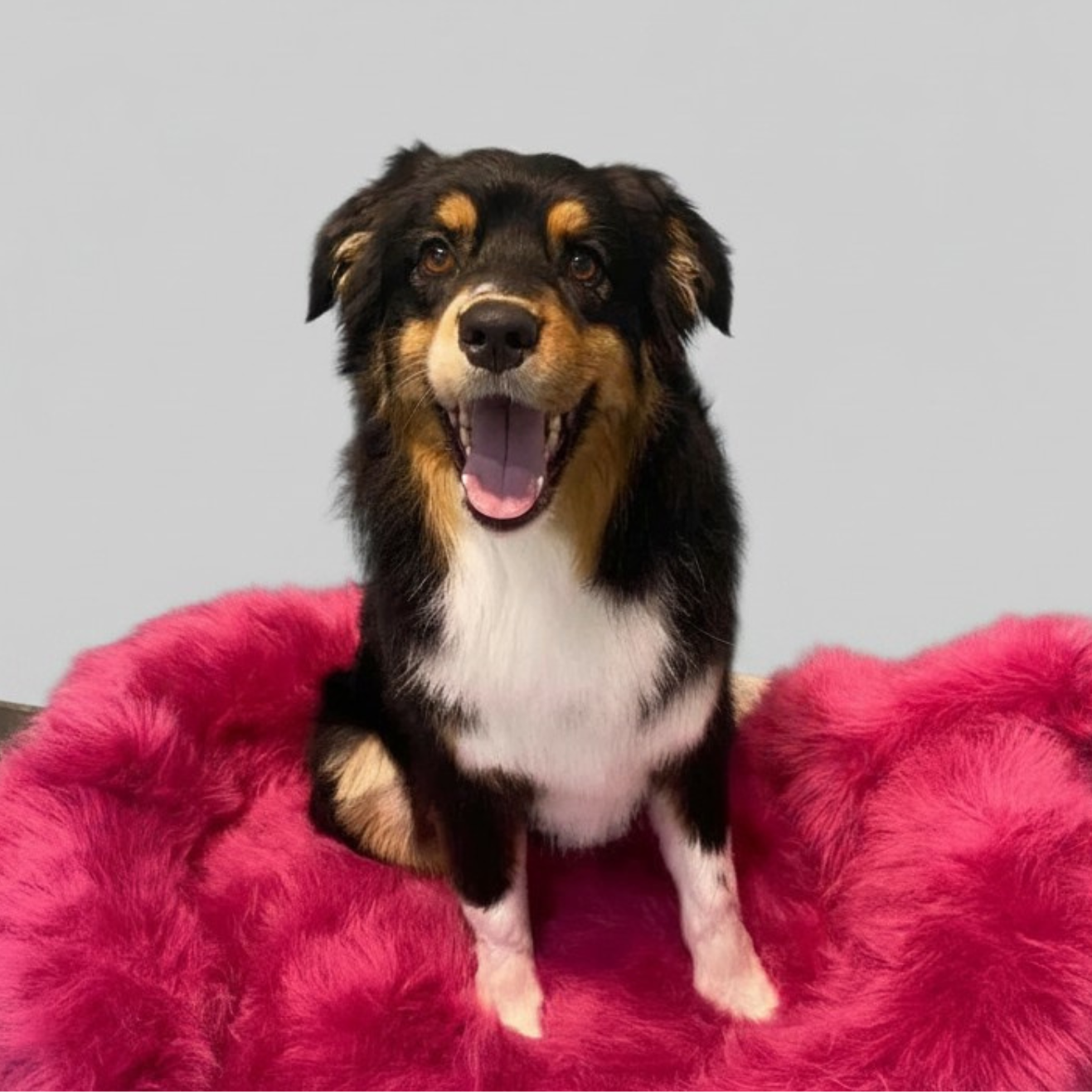 Black and tan dog sitting on a bright pink fluffy blanket, mouth open and tongue out.