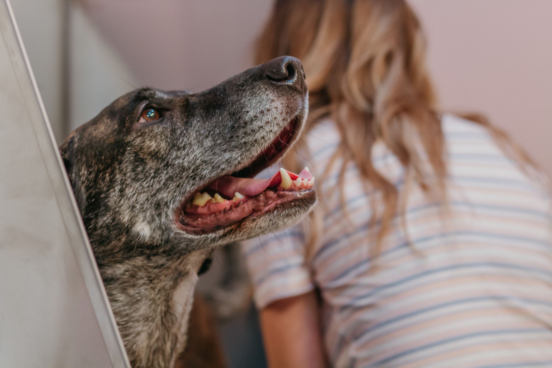 Two dogs sitting in an open white window frame on a teal background