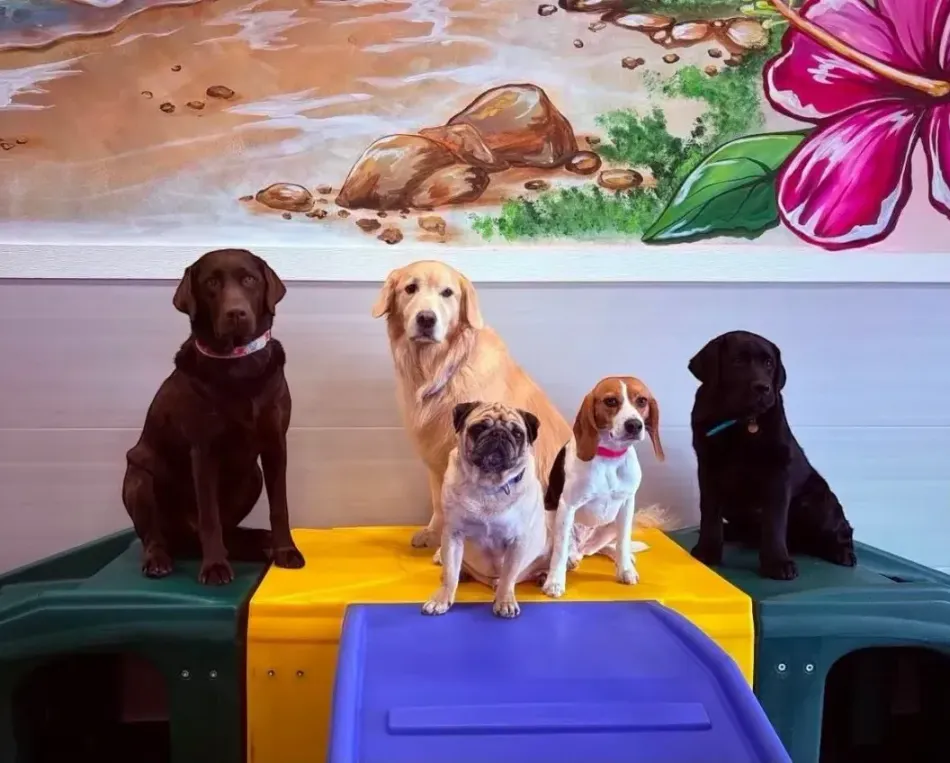 Bright, sunlit pet daycare with dogs and cats playing on toys in a cozy modern room