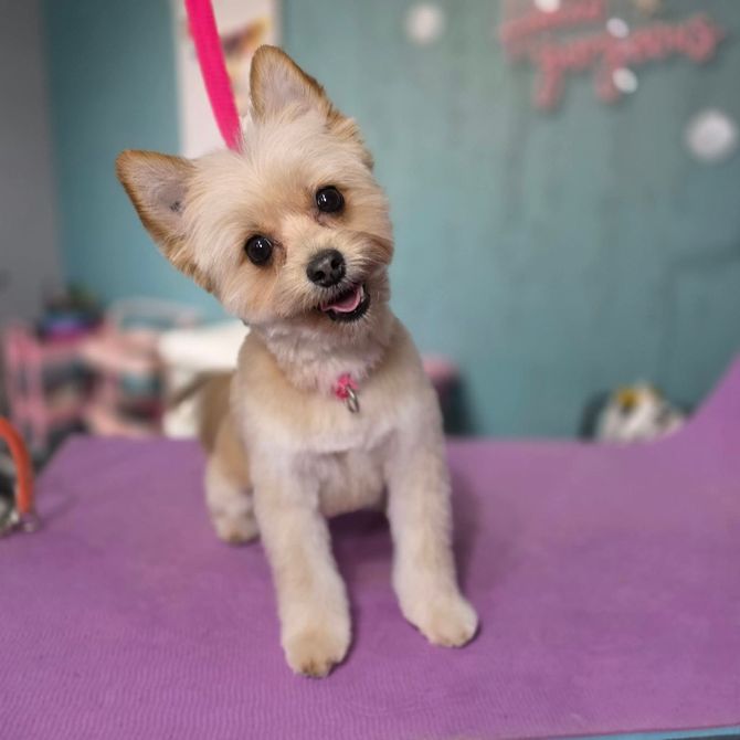 Small dog being washed in a sink, covered in soap, with a person holding it in a pet grooming area