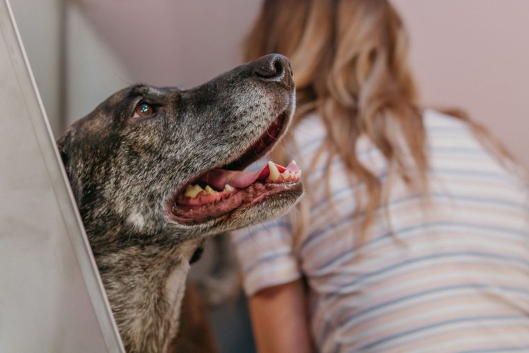 Two dogs sitting in an open white window frame on a teal background
