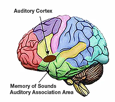 Auditory Cortex — Helena, MT — Hearing Solutions of Mtll Auditory Cortex — Helena, MT — Hearing Solutions of Mtll