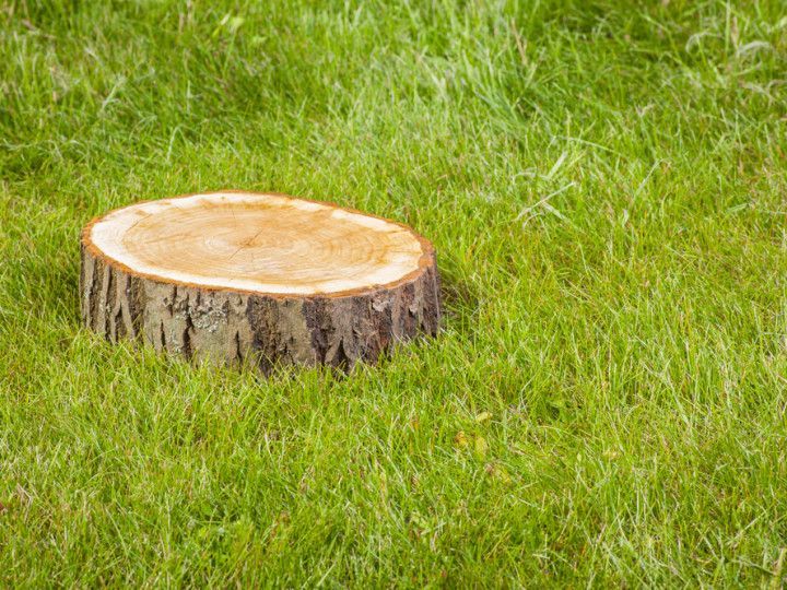 Stump Removal