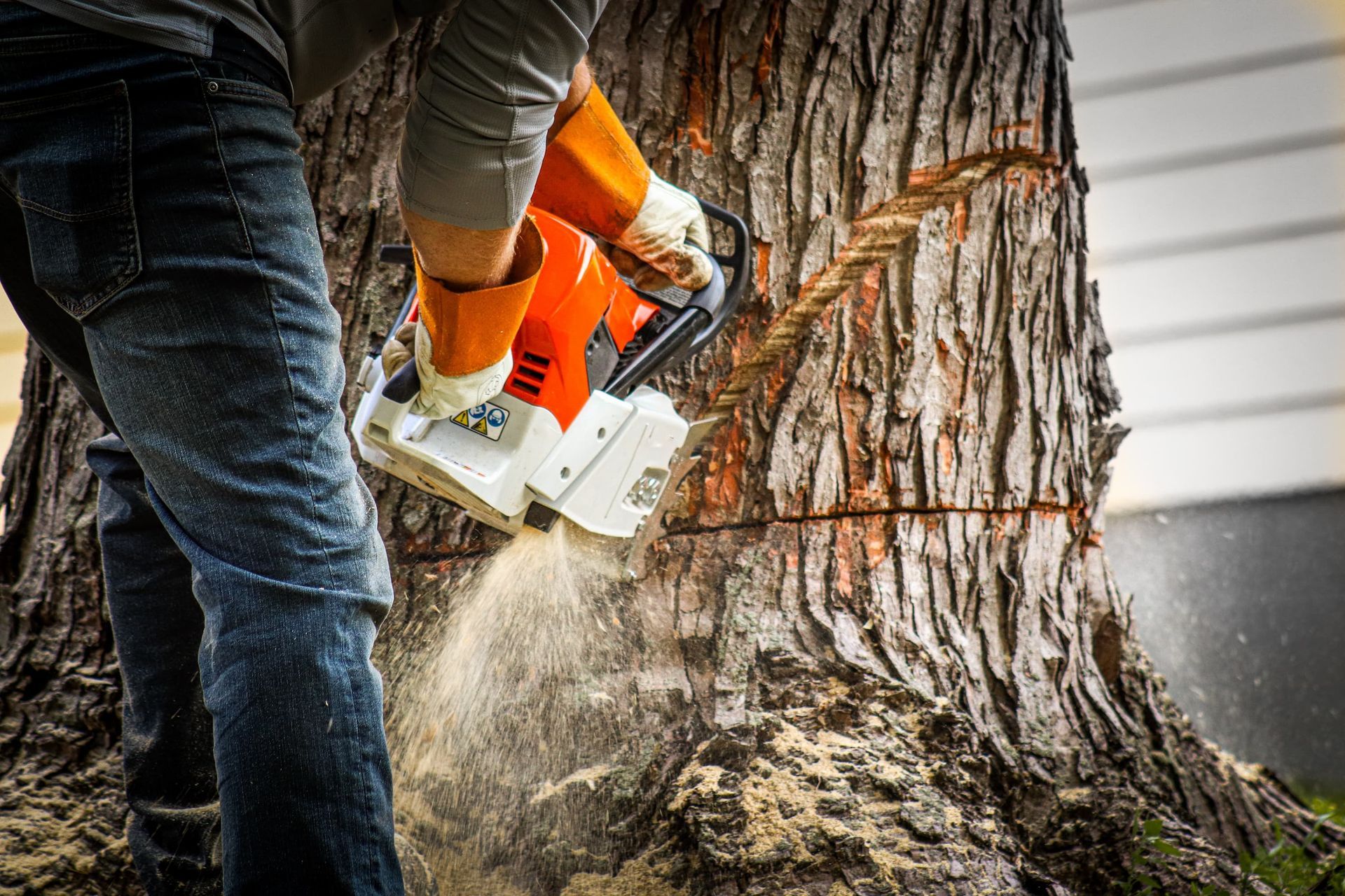 Stump Trunk Removal