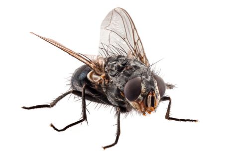 Un primer plano de una mosca sobre un fondo blanco.
