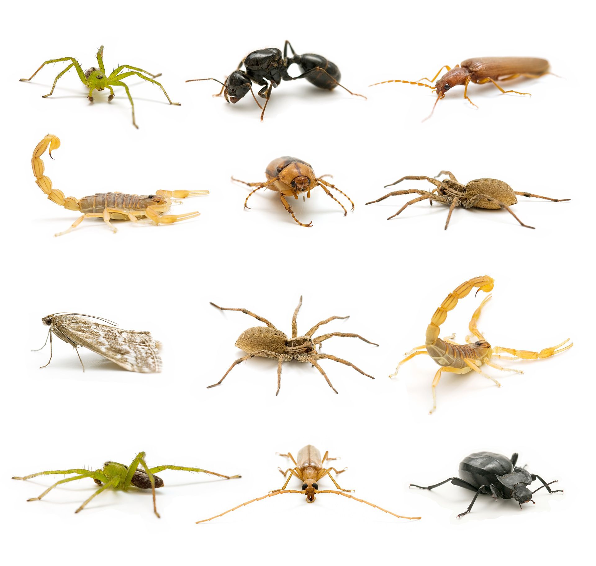 Una colección de diferentes tipos de insectos sobre un fondo blanco.