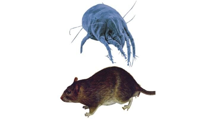 Un ratón y un ácaro del polvo sobre un fondo blanco