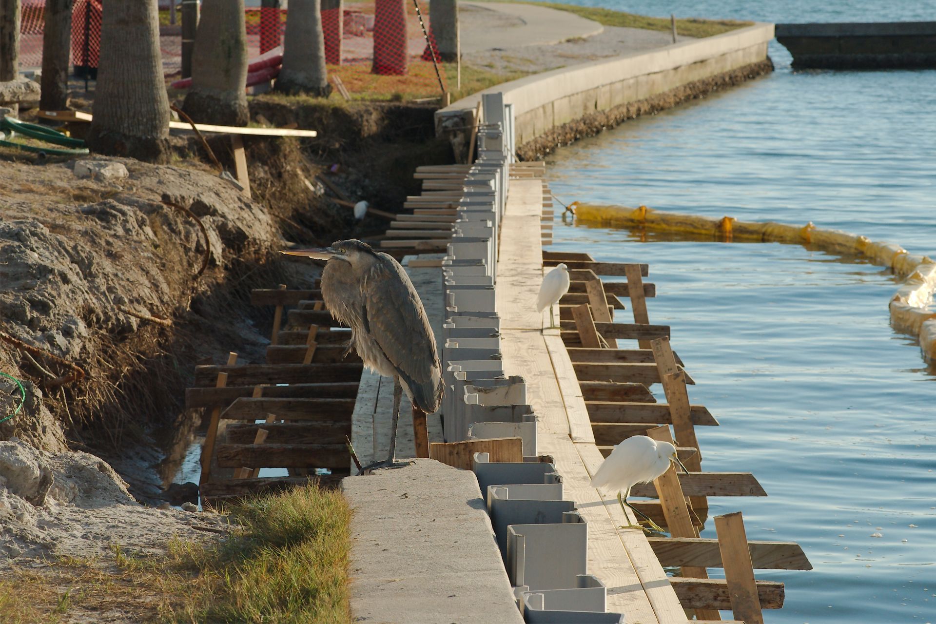 Heron and egrets perched on a concrete wall near a shoreline; construction visible.