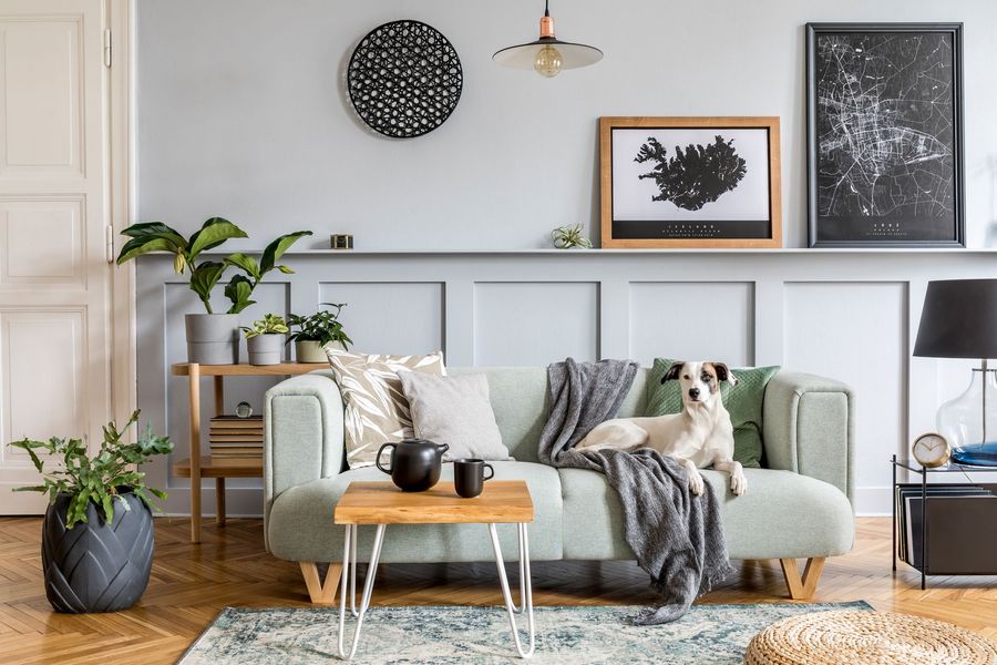 A dog is sitting on a couch in a living room.