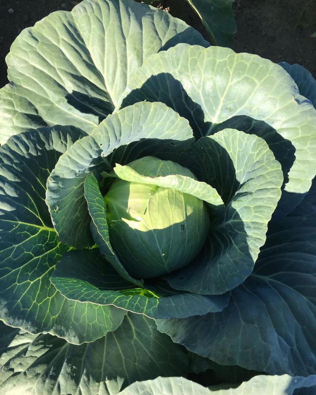 un primo piano di un cavolo che cresce in un giardino