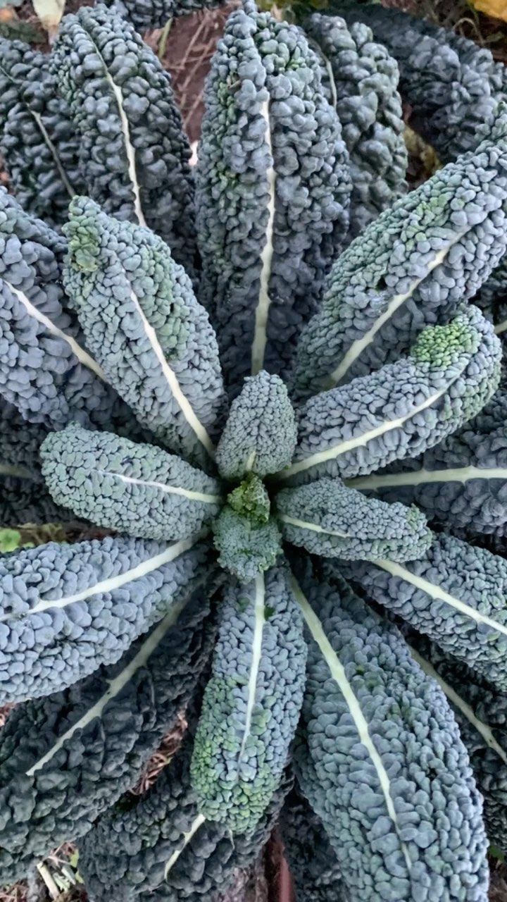 un primo piano di una pianta di cavolo nero con foglie verdi .