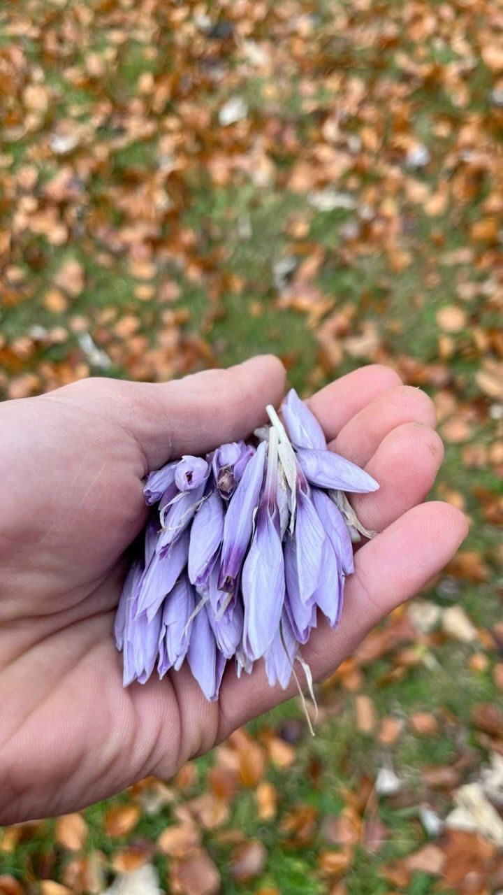 Fiori di zafferano