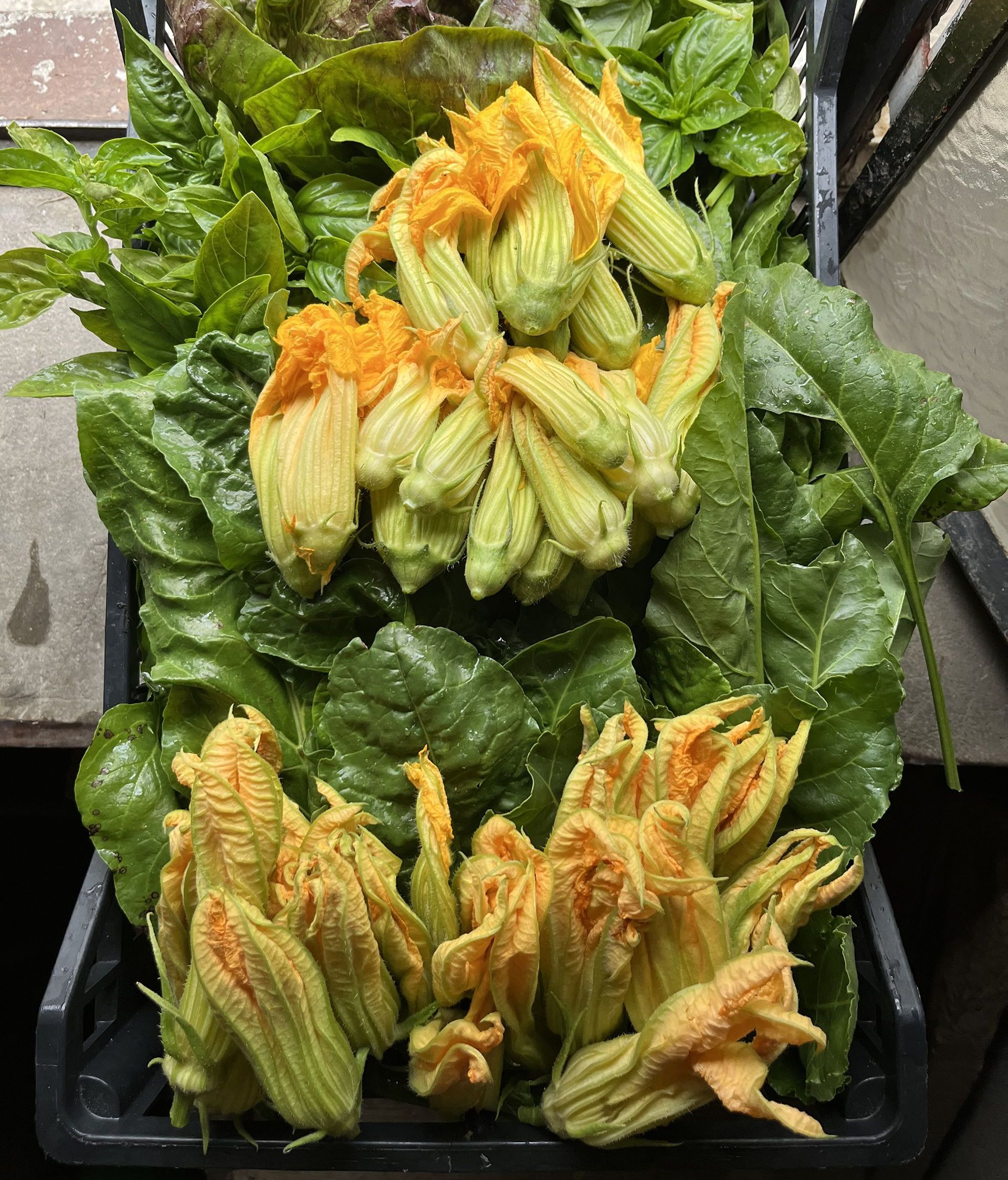Fiori di zucca in cassetta