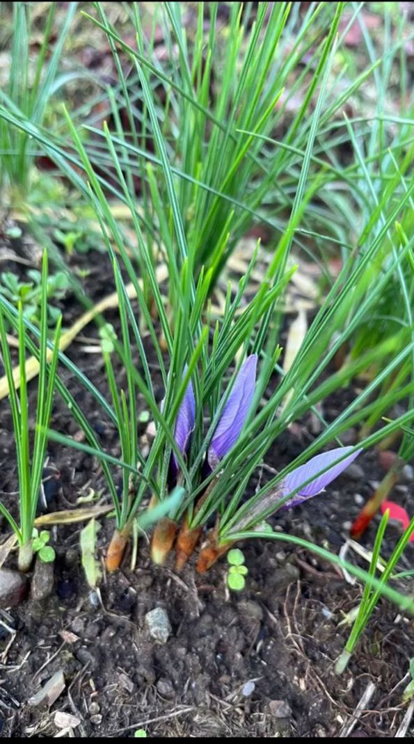 un primo piano di un fiore di zafferano che cresce nel terreno .