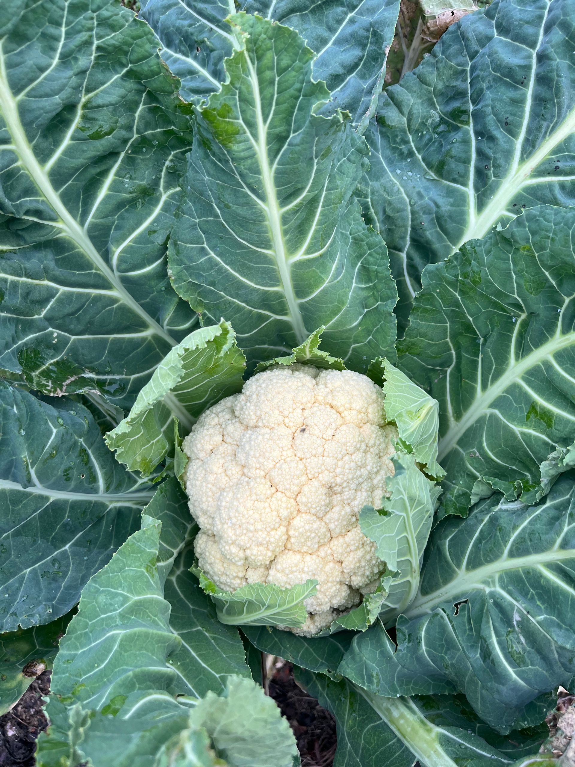 Cavolfiore in orto
