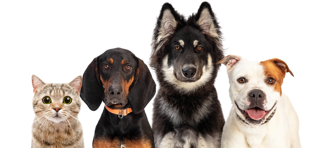 animals cut out