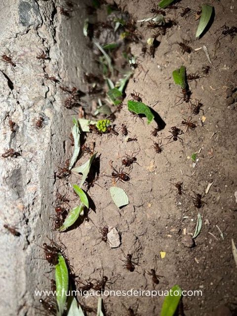 FUMIGACIONES DE IRAPUATO