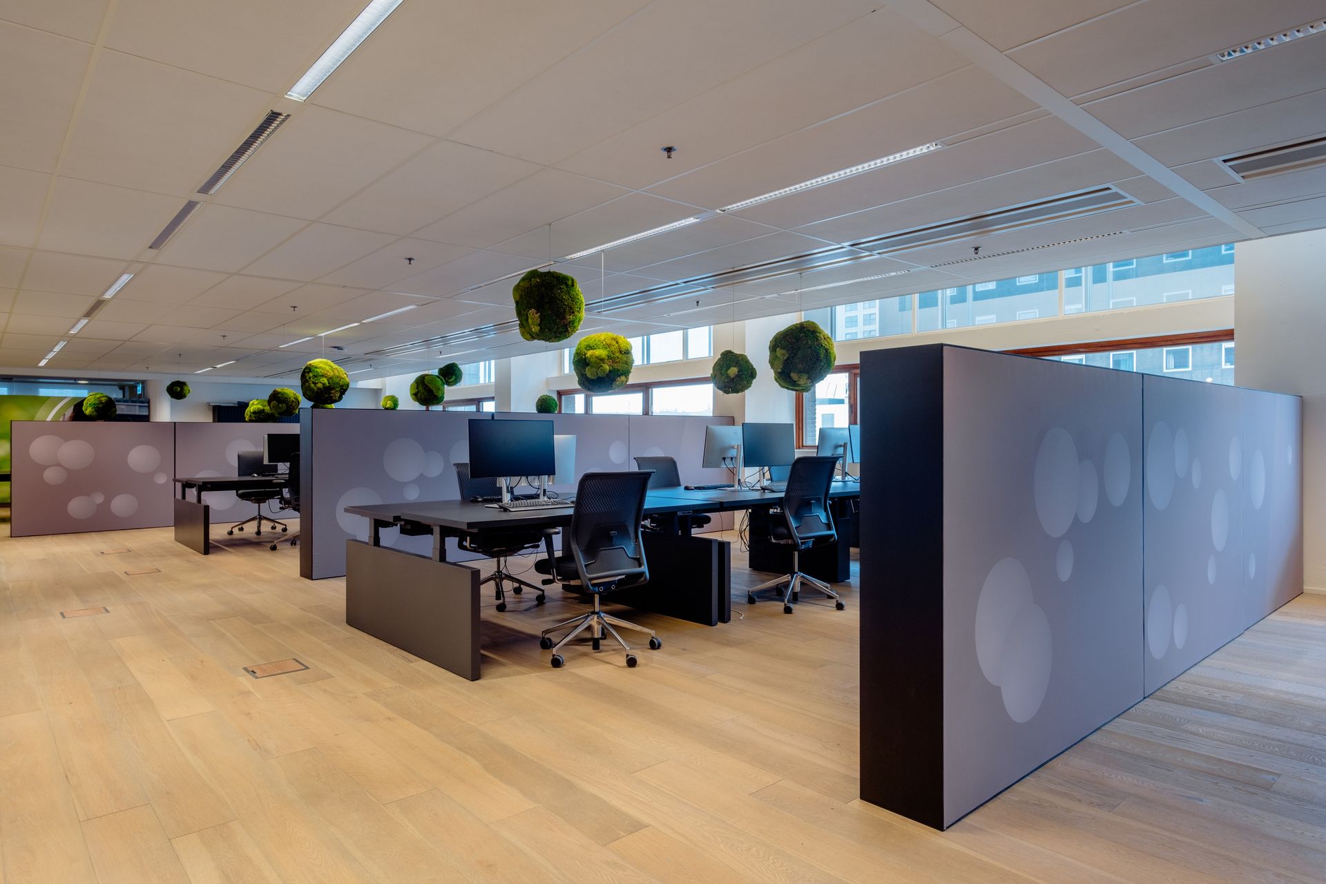 Een open kantoor met bureaus, lichte houten vloeren en hangende, bolvormige planten. Interieurontwerp KuóStudio van Rotterdam Eneco eMobility