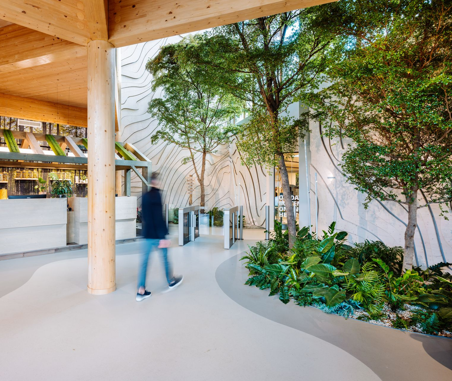 Iemand loopt door een moderne kantoorlobby met lichte houten balken, een golvende vloer, grote binnenbomen en een receptiebalie in het nieuwe kantoor van Bever, biophilic interieurontwerp door KuóStudio