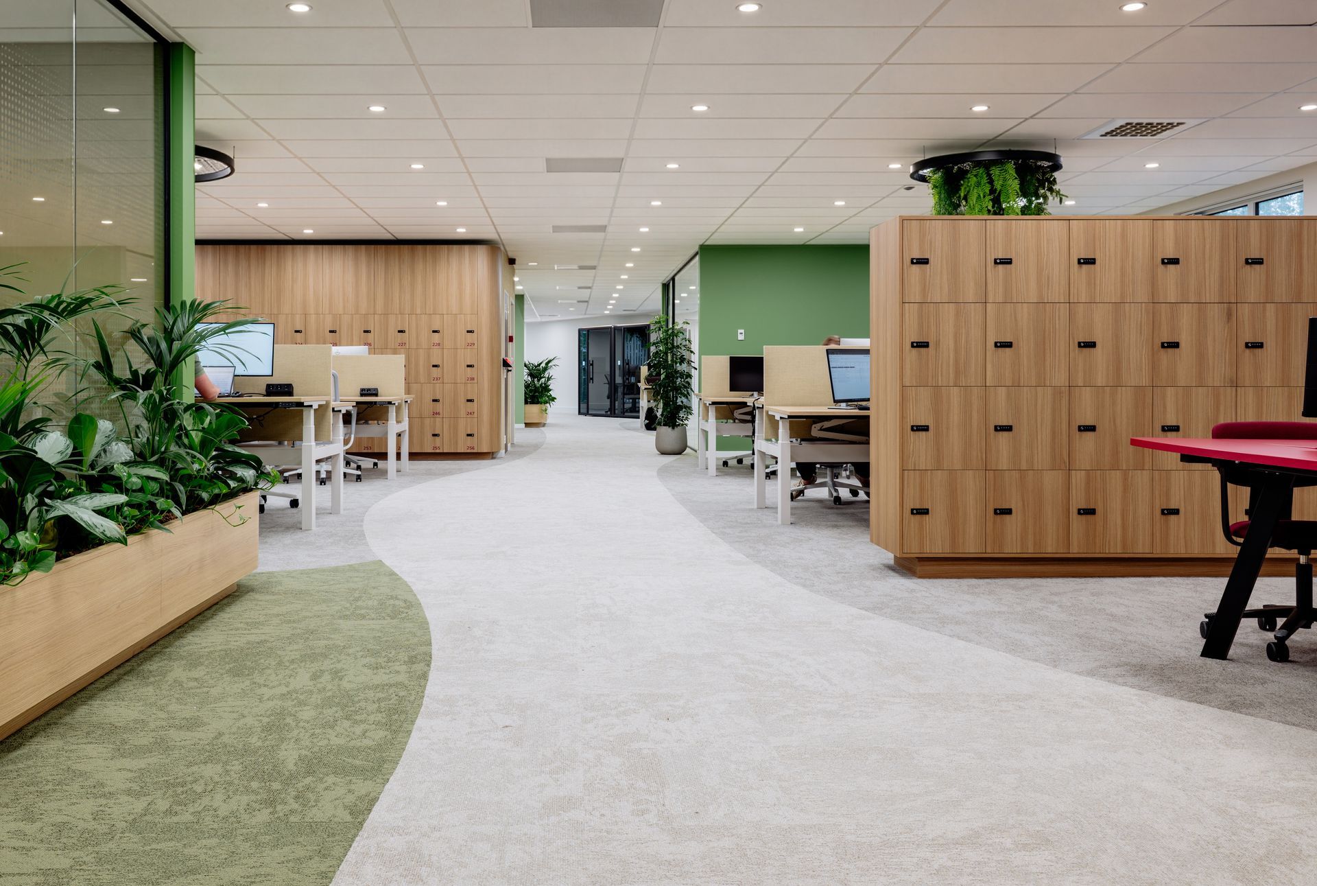 Na verbouwing: Modern open kantoorinterieur met bureaus, planten, houten scheidingswanden en een gebogen, met tapijt beklede looproute.