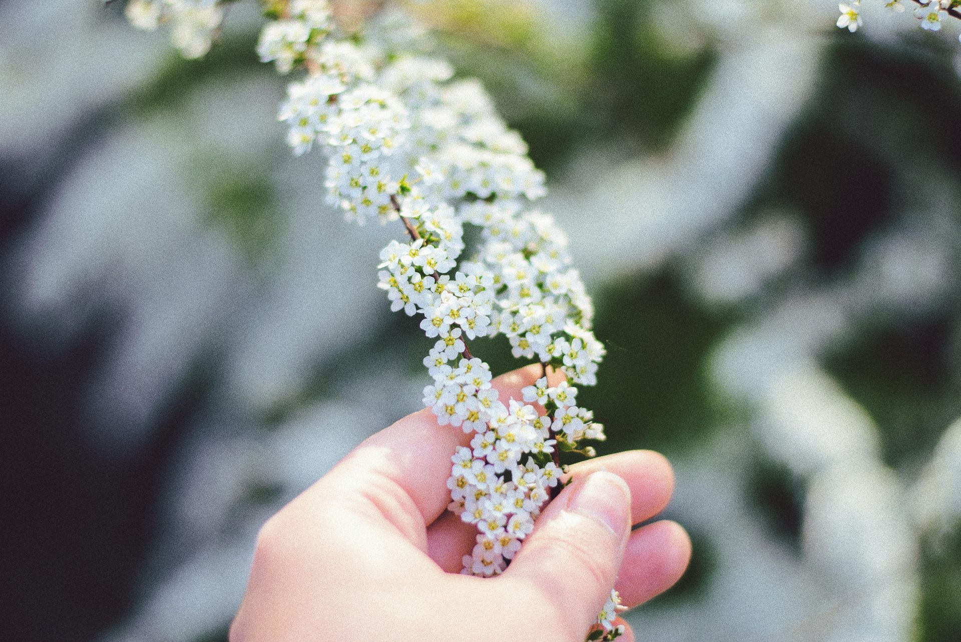 Photo d'une main saisissant des fleurs