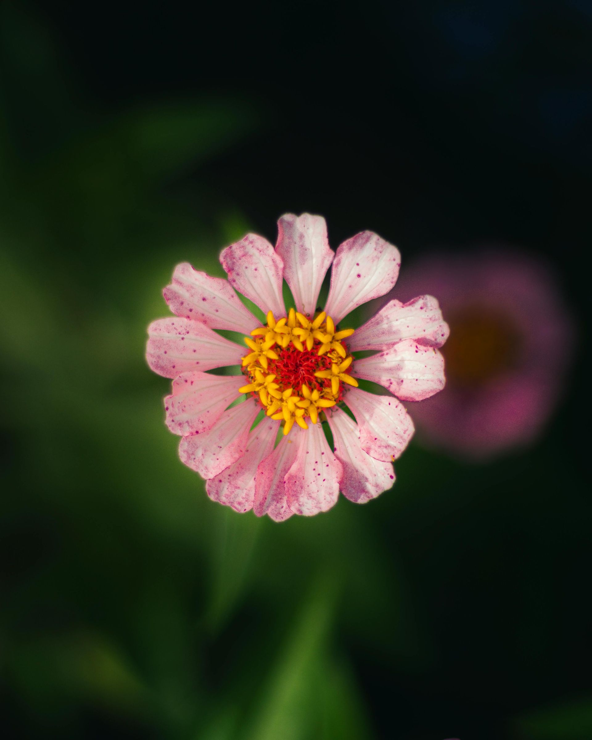 Photo d'une fleur rose