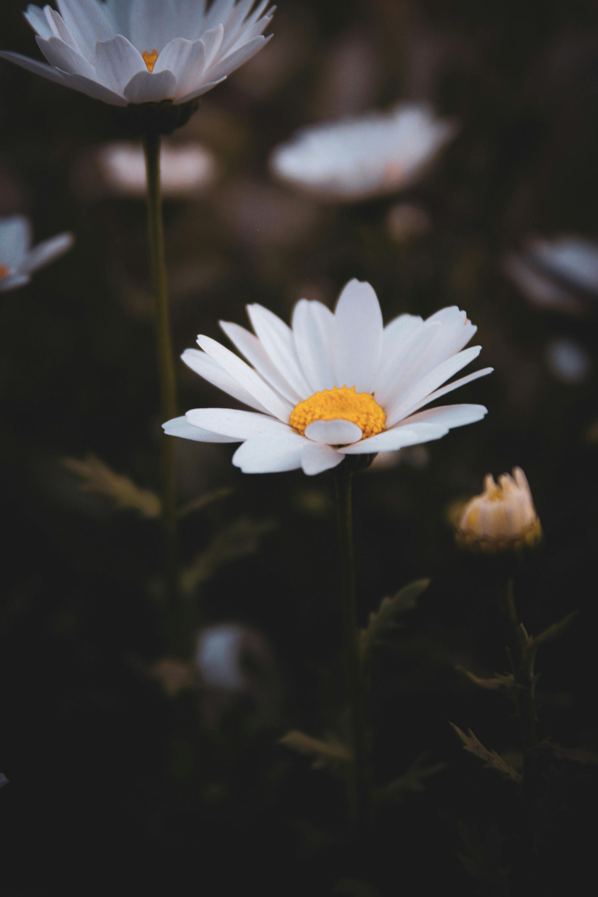 Image d'une fleur, appel à la sérénité