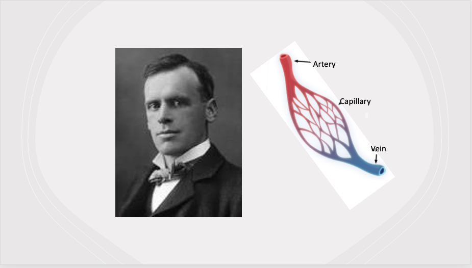 Black-and-white portrait beside a labeled heart circulation diagram showing artery, capillary, and vein.