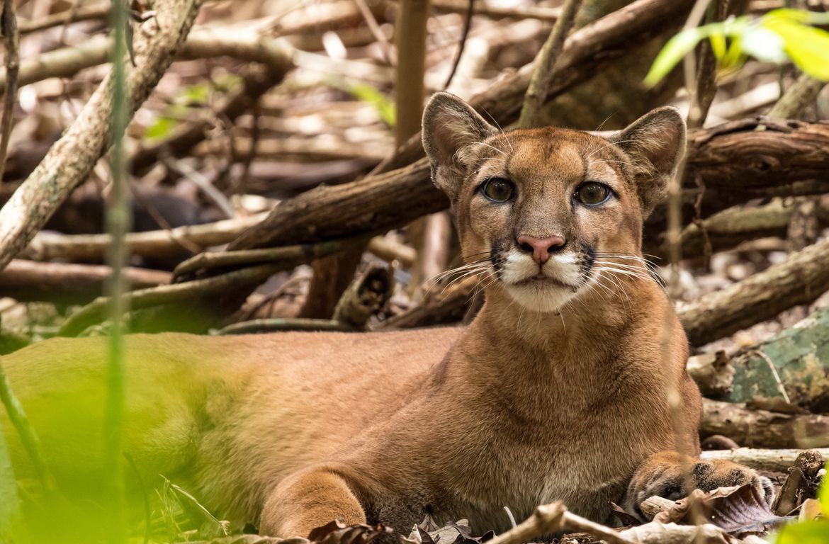 Cougar lying in dense brush, facing the camera with alert eyes and open mouth