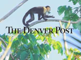 A monkey sitting on a tree branch with the denver post logo in the background