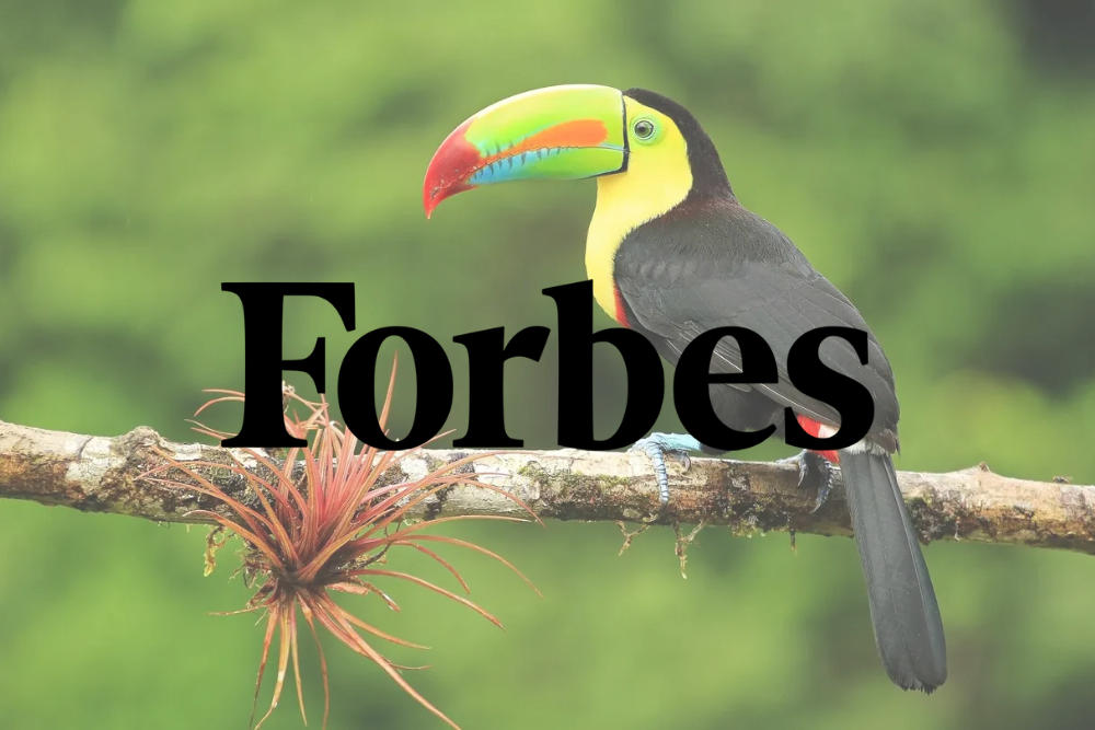 Toucan perched on a branch with 