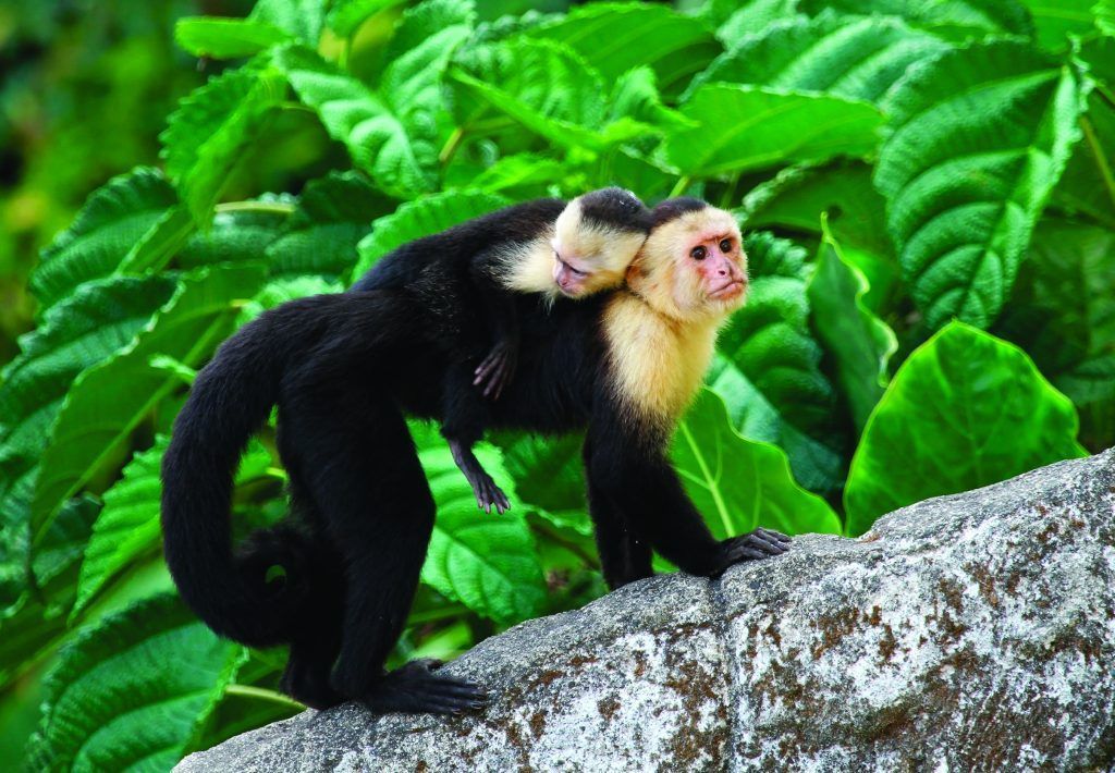 A black and white monkey is carrying a baby monkey on its back.