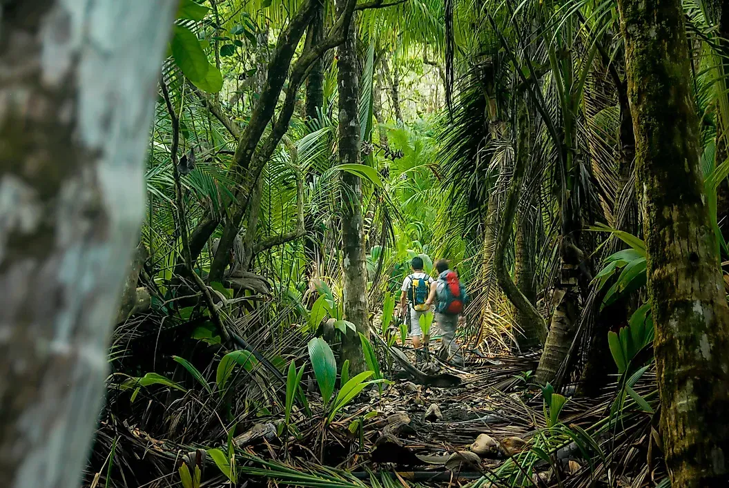 People walking through a lush tropical jungle trail