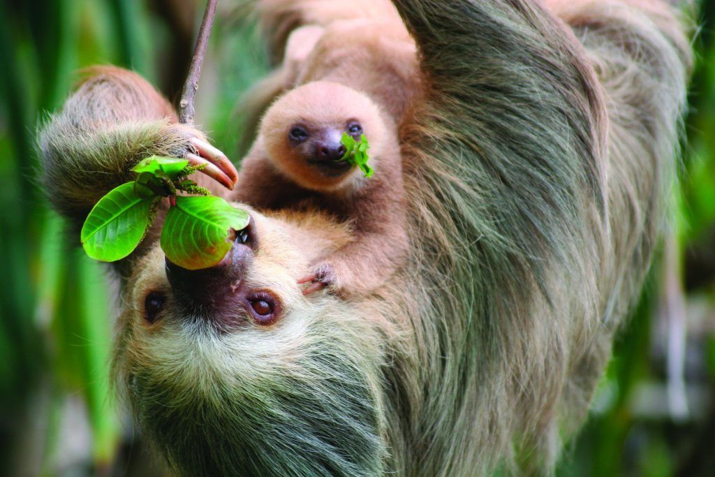 A sloth is hanging upside down with a baby sloth on its back.