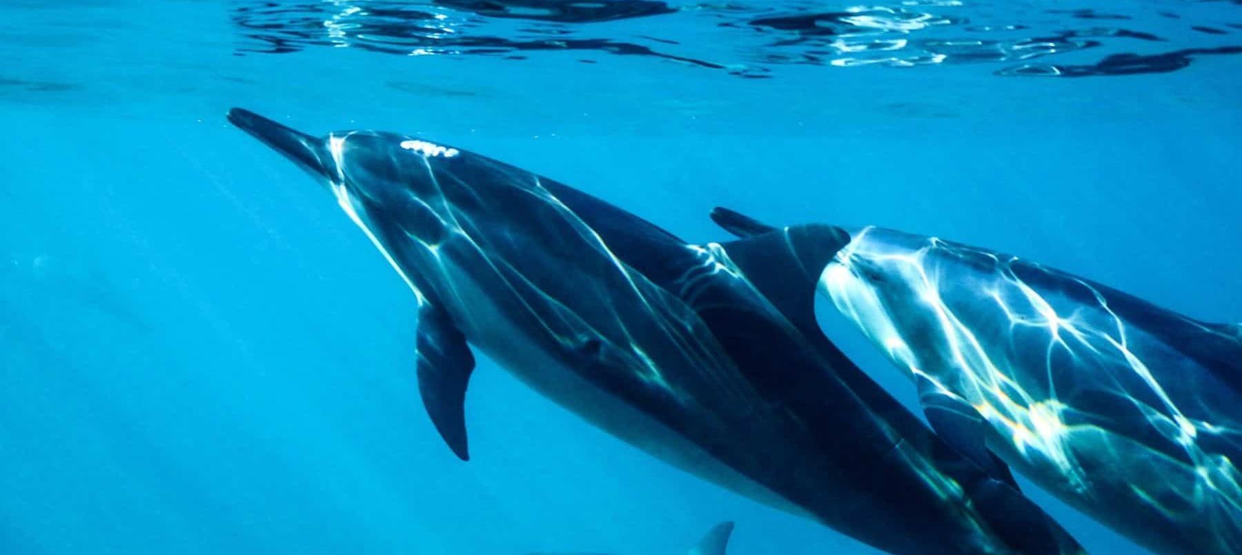 Dolphins swim underwater in a blue ocean, with sunlight reflecting off their bodies.