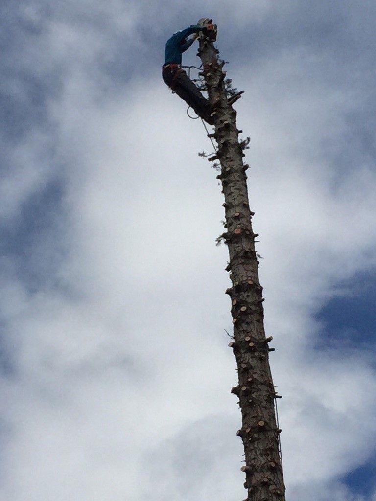 A person in safety gear works at the very top of a tall, branchless tree trunk against a cloudy blue sky.
