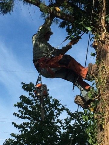 An arborist wearing a hard hat and safety gear is suspended in a tree, operating a chainsaw against a blue sky.