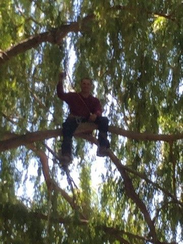 A person wearing dark clothing and a harness sits in a large, leafy willow tree, gesturing with one raised hand.