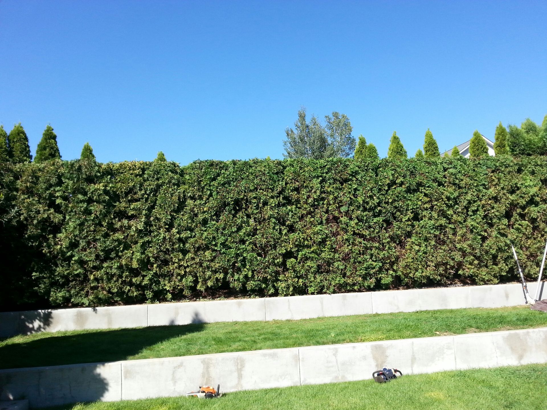 A tall, thick evergreen hedge stands behind two tiered concrete retaining walls over a grassy lawn under a clear blue sky.