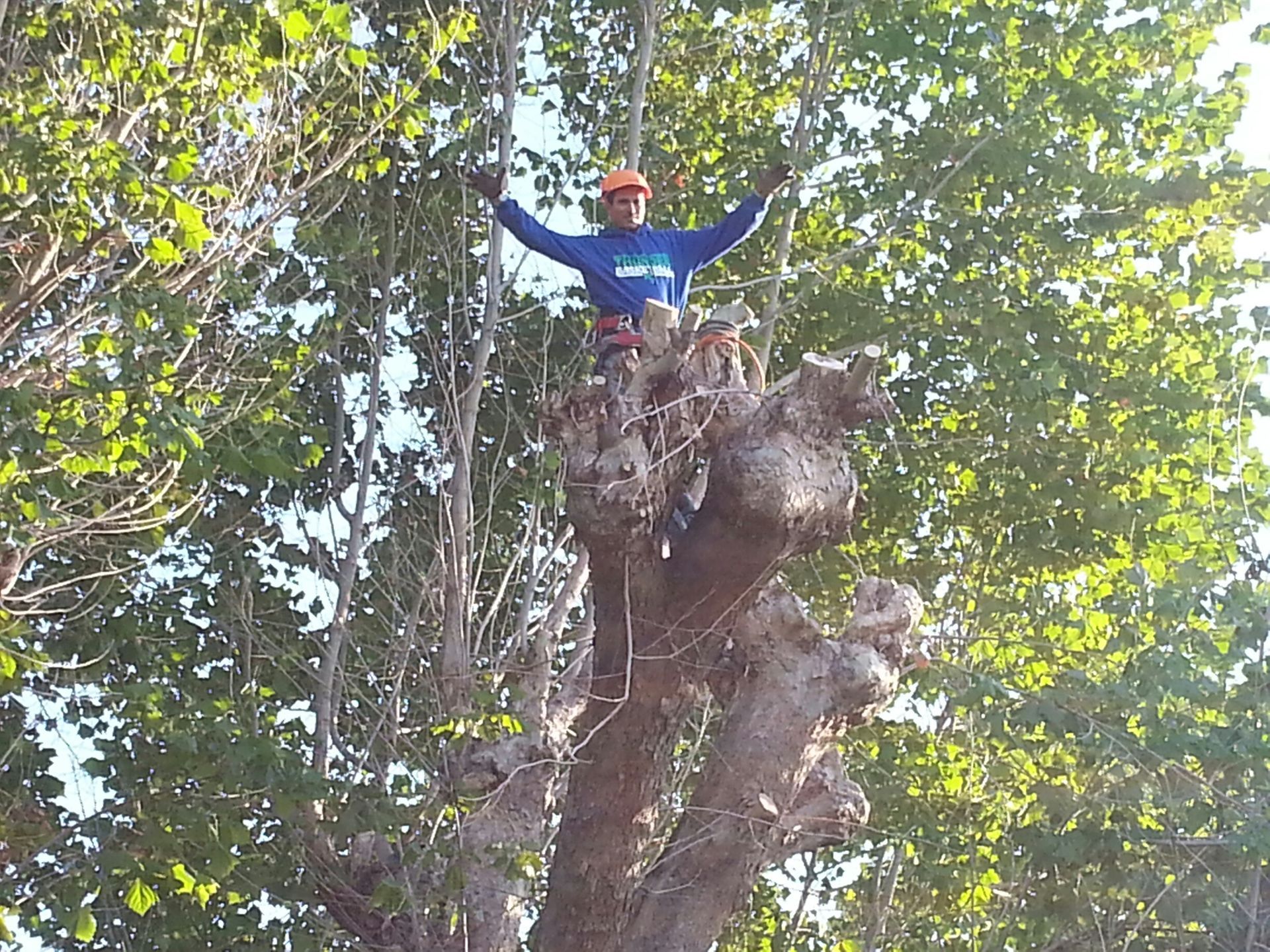 A worker in a blue shirt and orange hard hat stands in a tree with arms raised after pruning the top branches.