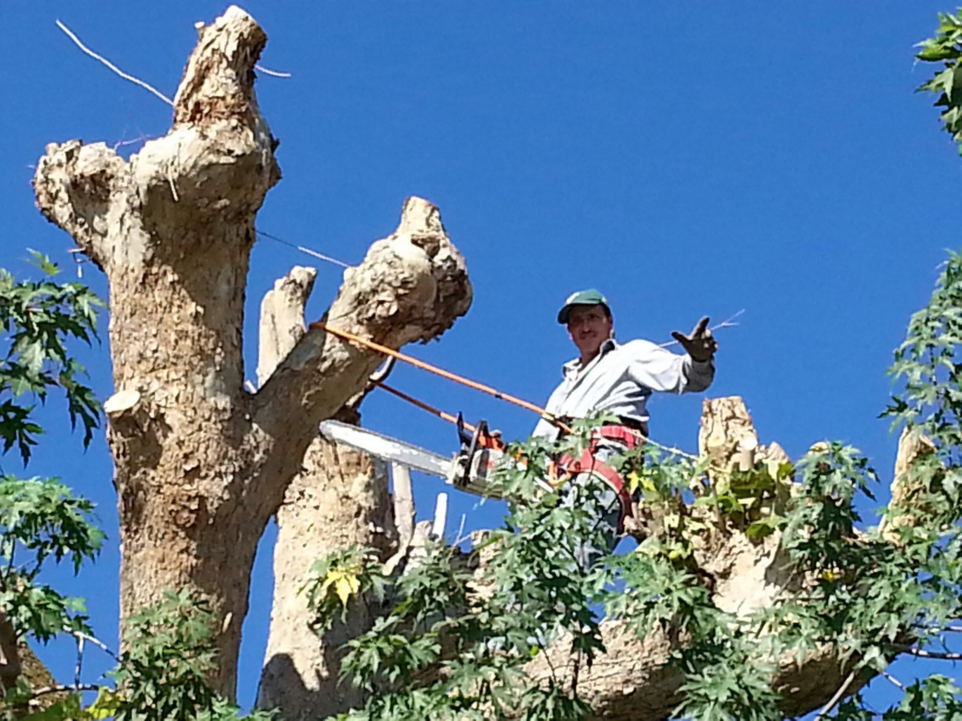 A tree pruner high in a bare, topped tree, holding a chainsaw and signaling with one hand against a clear blue sky.