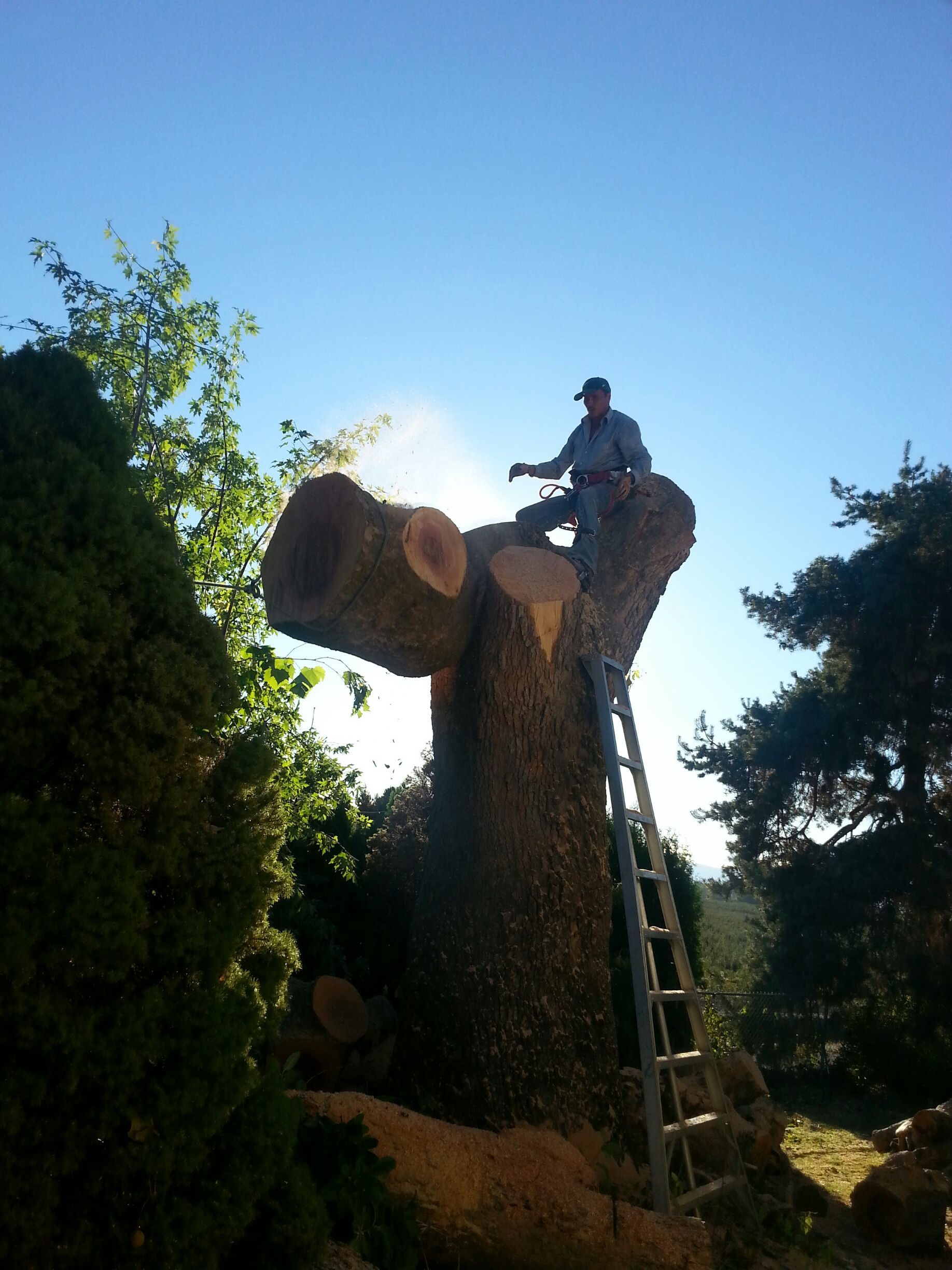 A person sits atop a large, pruned tree stump, holding a chainsaw while sawdust clouds the air, next to a metal ladder.