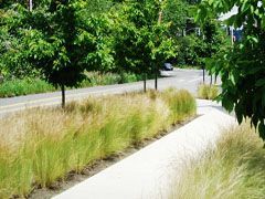 A sidewalk lined with tall grass and trees next to a road.